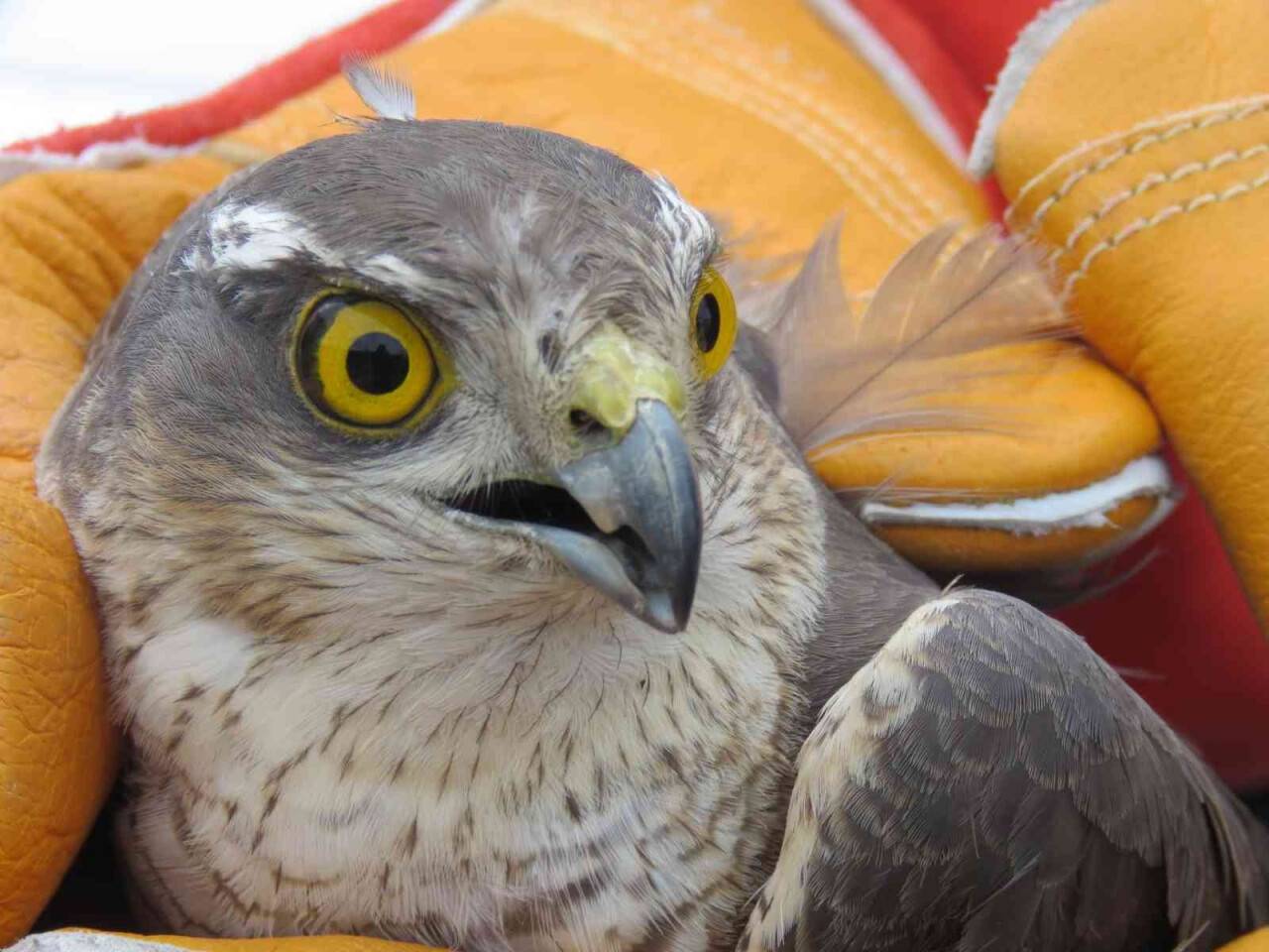 Erzincan’da tedavisi tamamlanan atmaca özgürlüğe kanat açtı