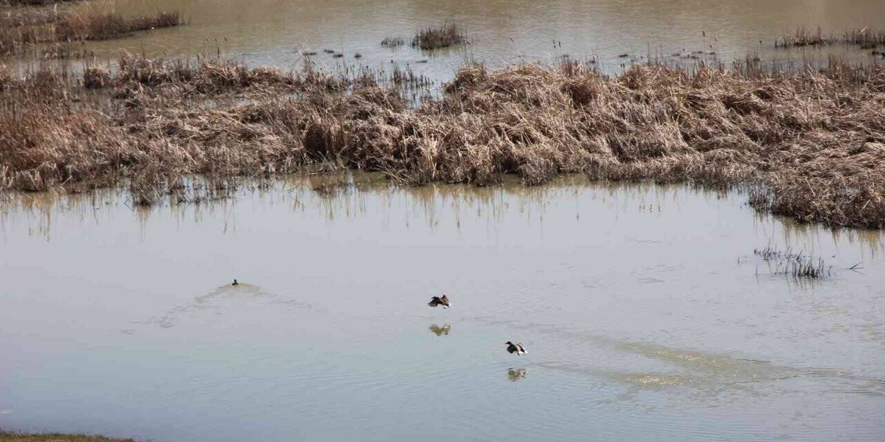 Kuruyan sazlık yağışlarla tekrar hayat buldu