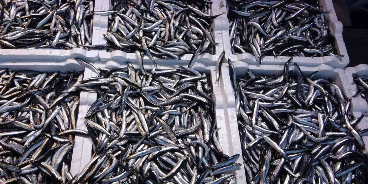 Doğu Karadeniz Bölgesinden hamsi ihracatında 716 bin 918 dolar döviz geliri elde edildi