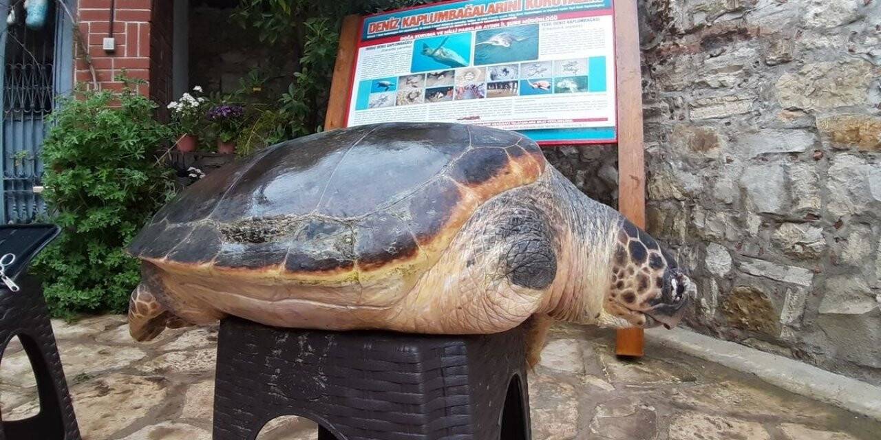 Aydın’da yavru sansar yaşama tutundu
