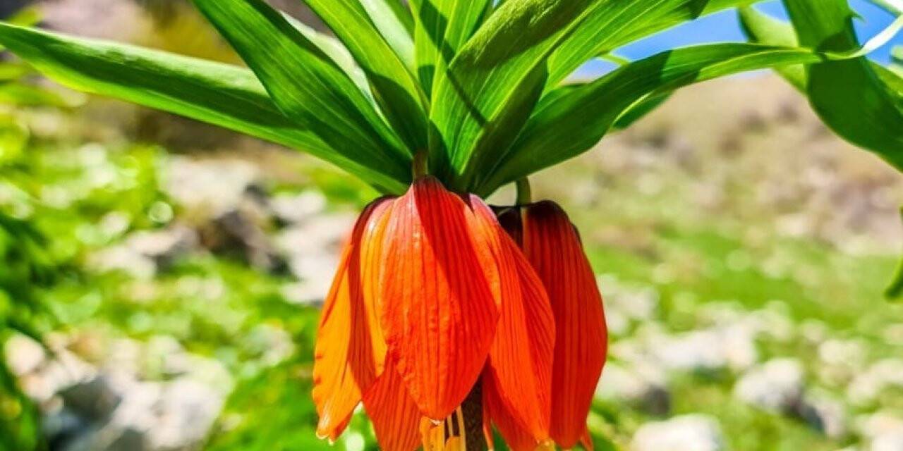 Ağlayan gelin çiçeğini koparmanın cezası 80 bin TL