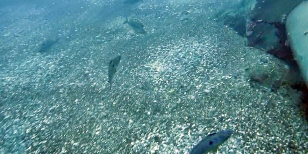 Erkek izmaritlerin yumurta nöbeti görüntülendi