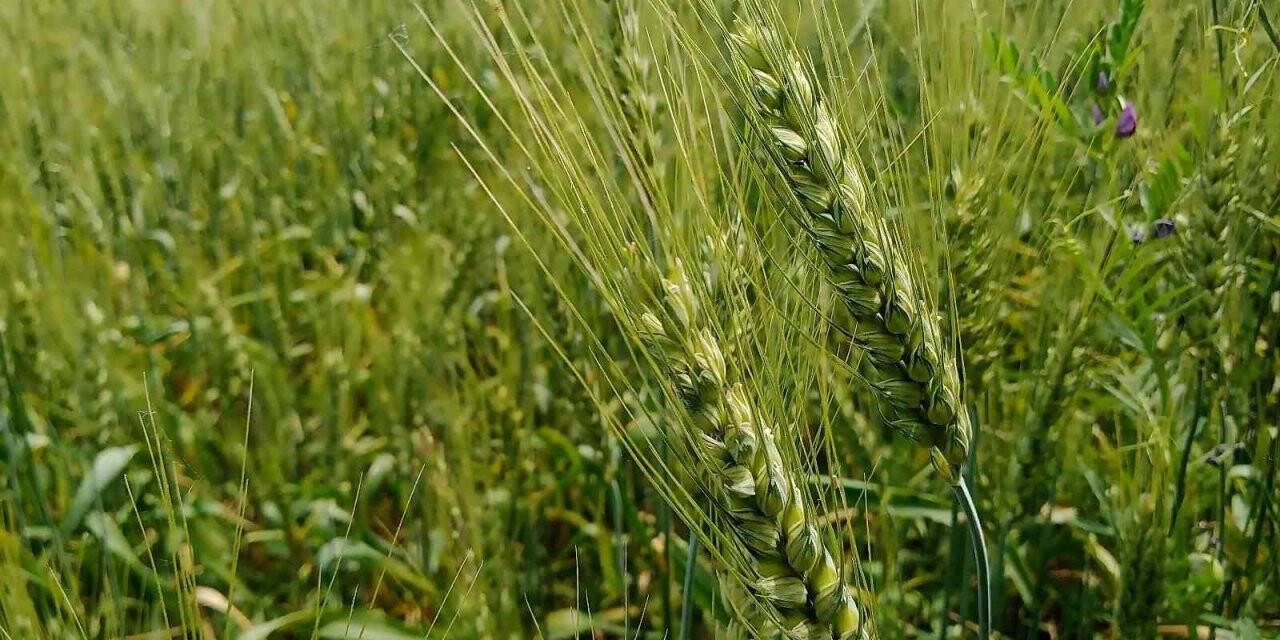 Buğdayda verim ve kalite artışı için gübrelemenin önemi
