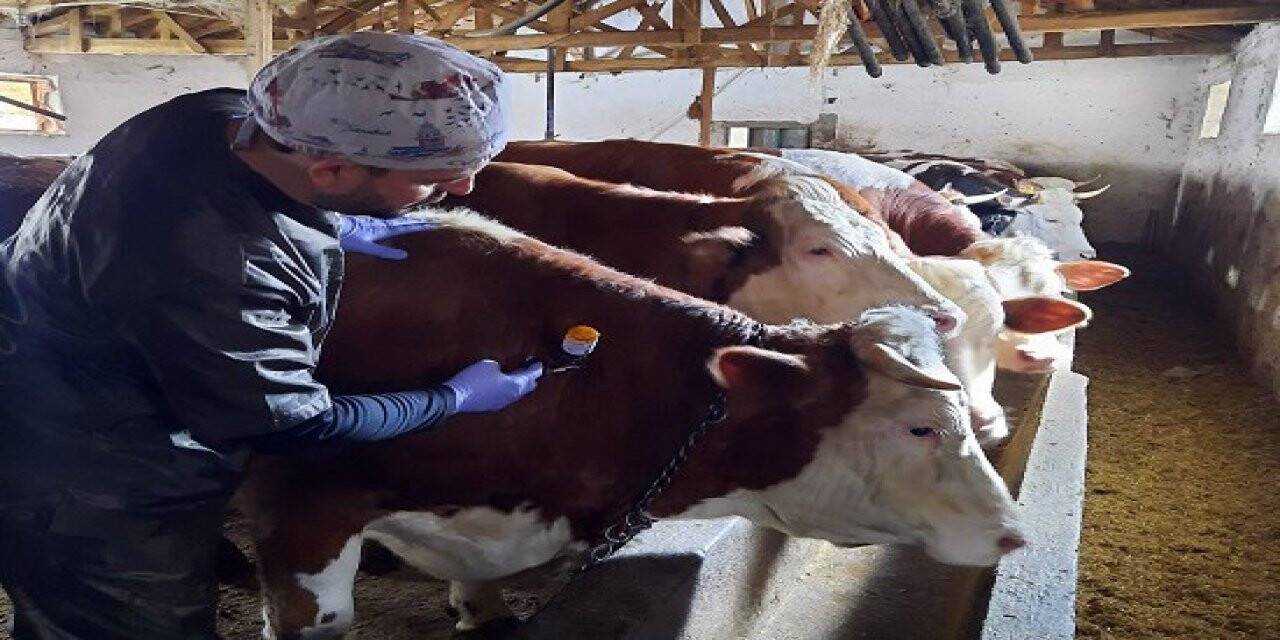 Yozgat’ta 150 bin büyükbaş hayvana şap aşısı yapılıyor