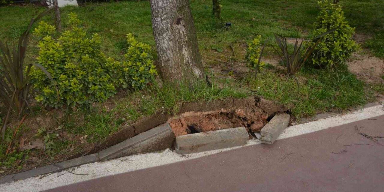 Fırtına ağaçları kökünden söktü