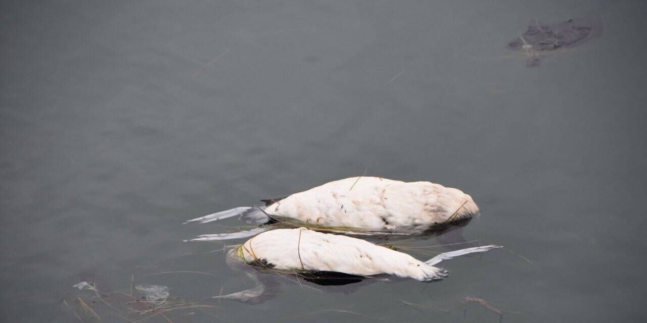 Sinop’taki kara gerdanlı dalgıç kuşu ölümleri