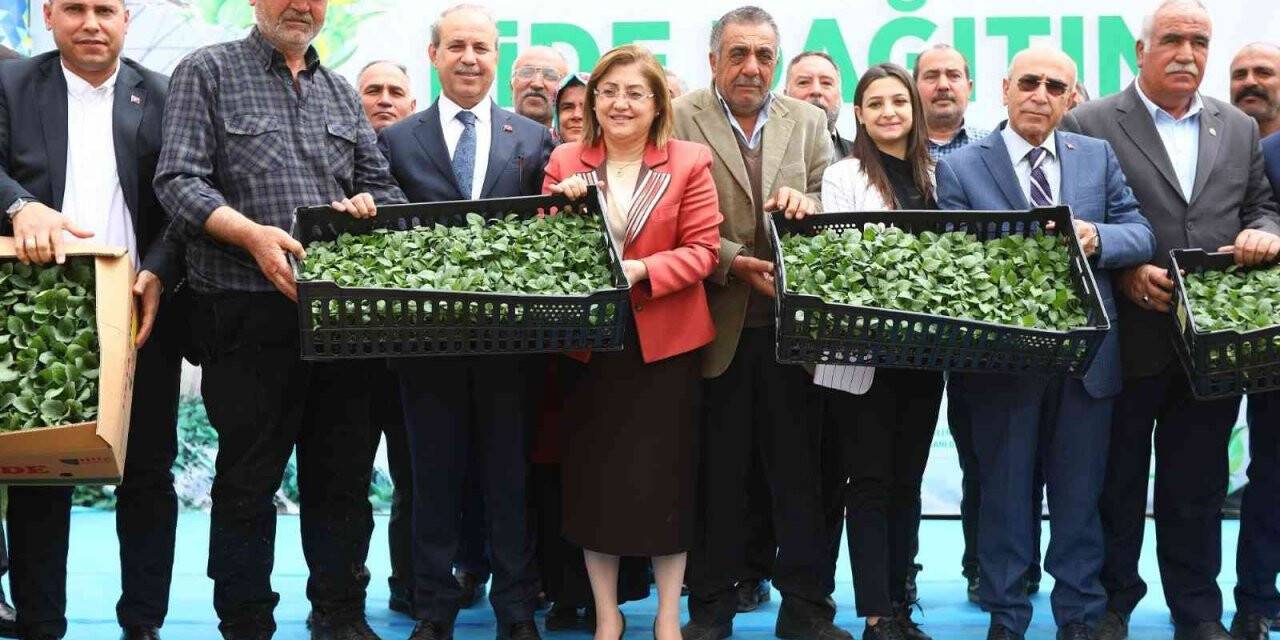 Gaziantep’te tarımsal üretime 2 milyon fide desteği
