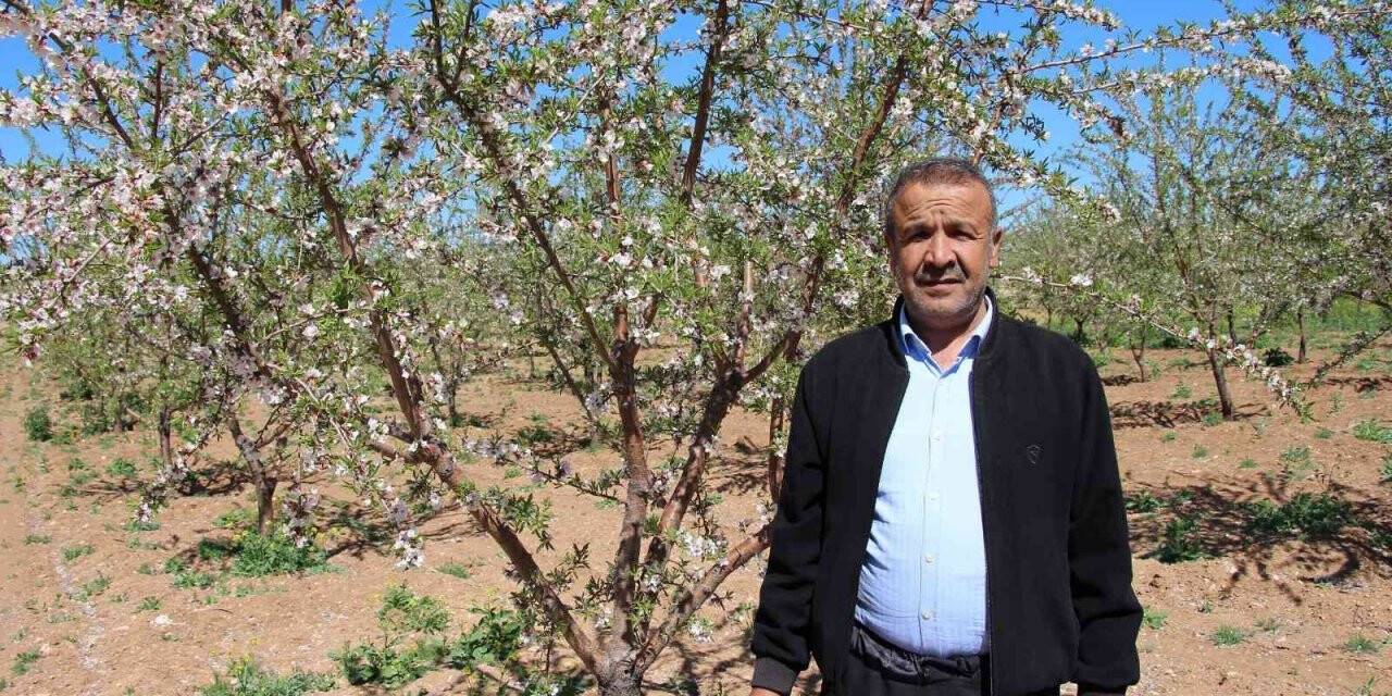Şanlıurfalı çiftçinin yüzü badem geliriyle güldü