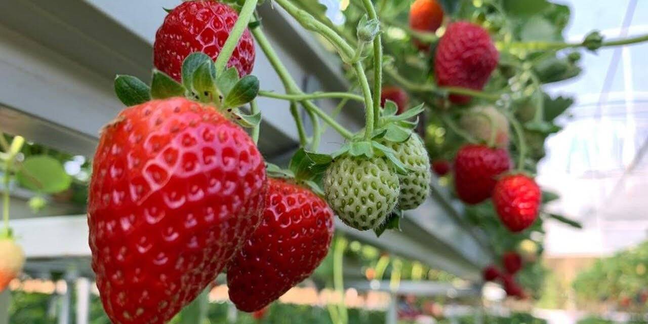 Yunusemre’nin AB projesi ön elemeyi geçti