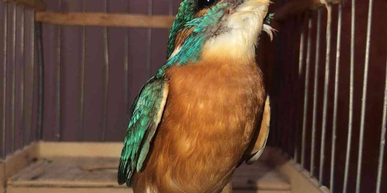 Çanakkale’de yaralanan yalı çapkını tedavi edildi