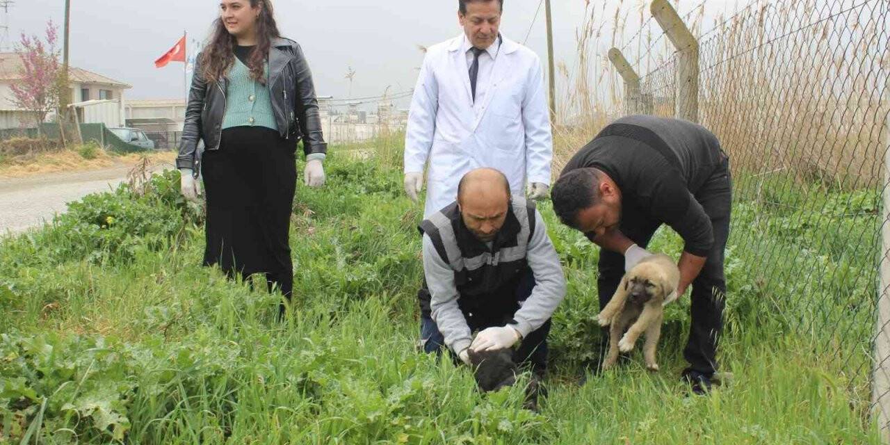 Manisa’da köpek katliamı: 20’ye yakın zehirlendi