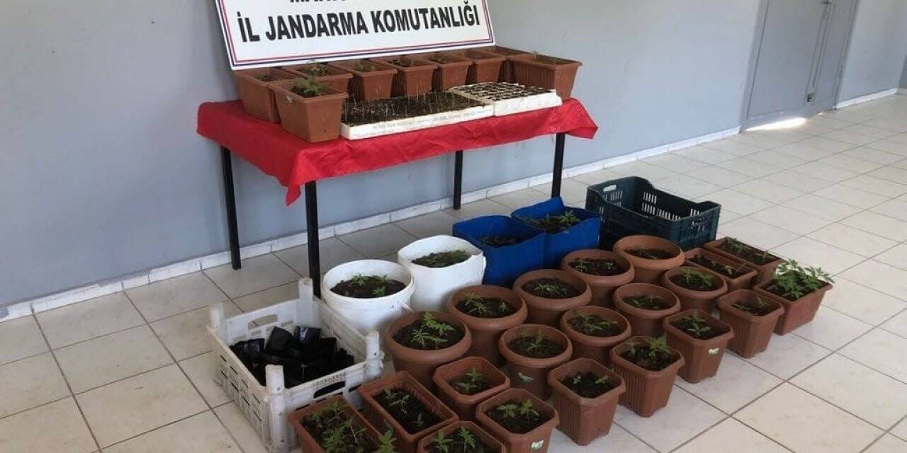 Yasadışı kenevir üreten eve jandarma baskını