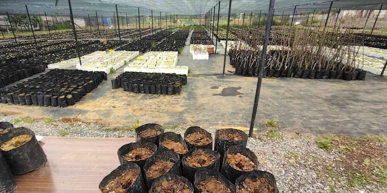 Kestane ağacı tohumları toprakla buluştu