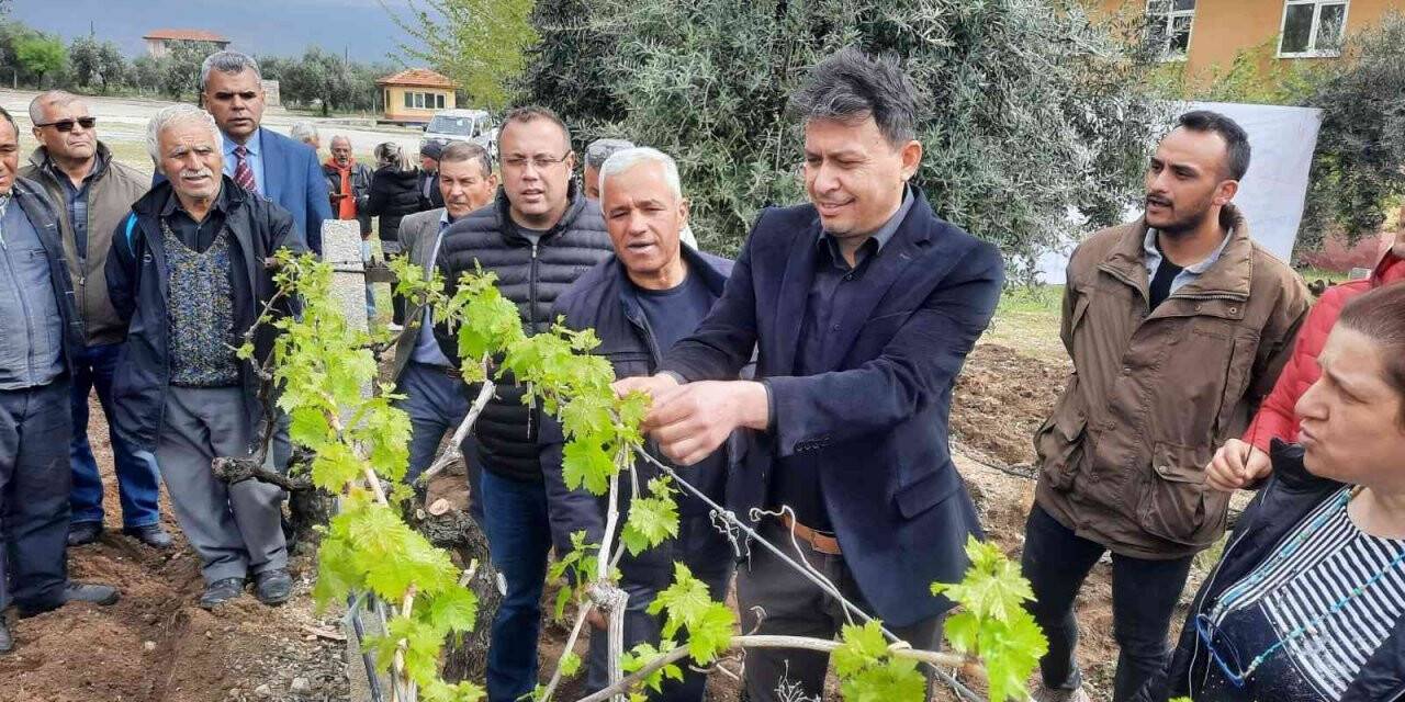 Üzüm üreticilerine büyük destek