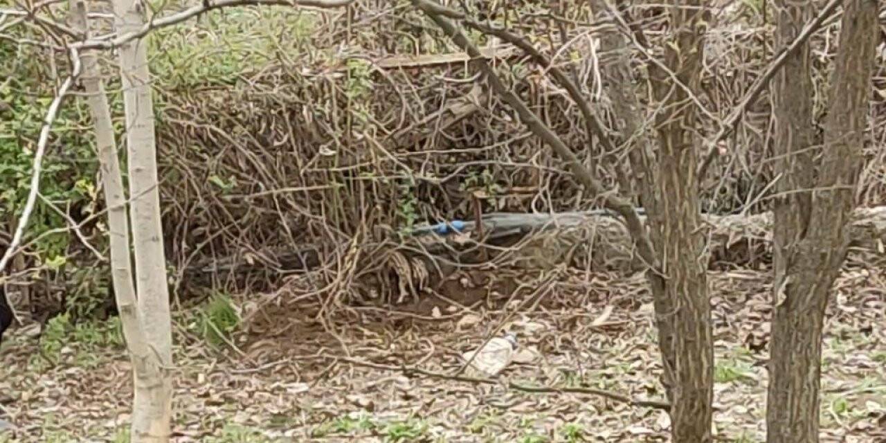 Tunceli’de yaban domuzu evin bahçesinde yavruladı