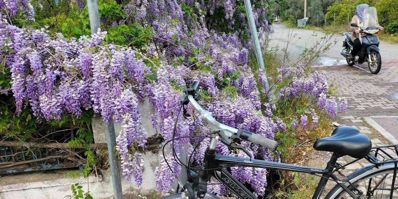 Köyceğiz bahar renklerine büründü