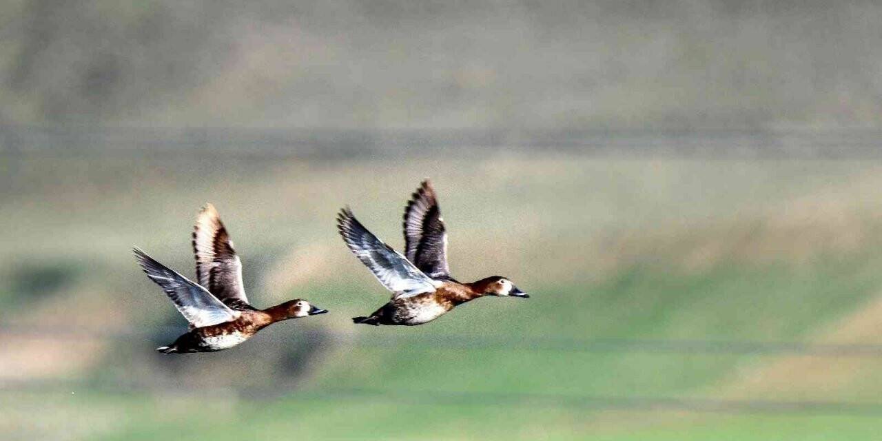 Göçmen kuşların Afrika- Asya yolculuğunun mola noktası: Ekşisu Sazlığı Sulak Alanı