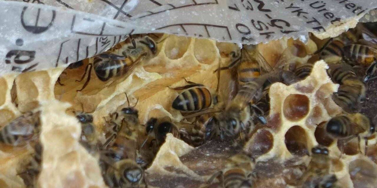 Toz taşınımı ve mevsim bozukluğu çiçekleri yaktı, arılar telef oldu