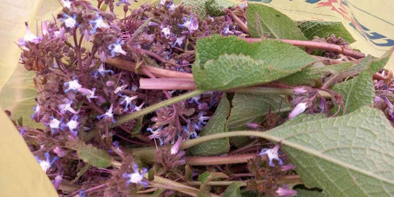 Sinop’ta “zılbıt” zamanı