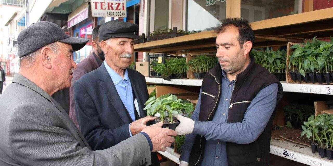 Oltu’da fide sezonu başladı