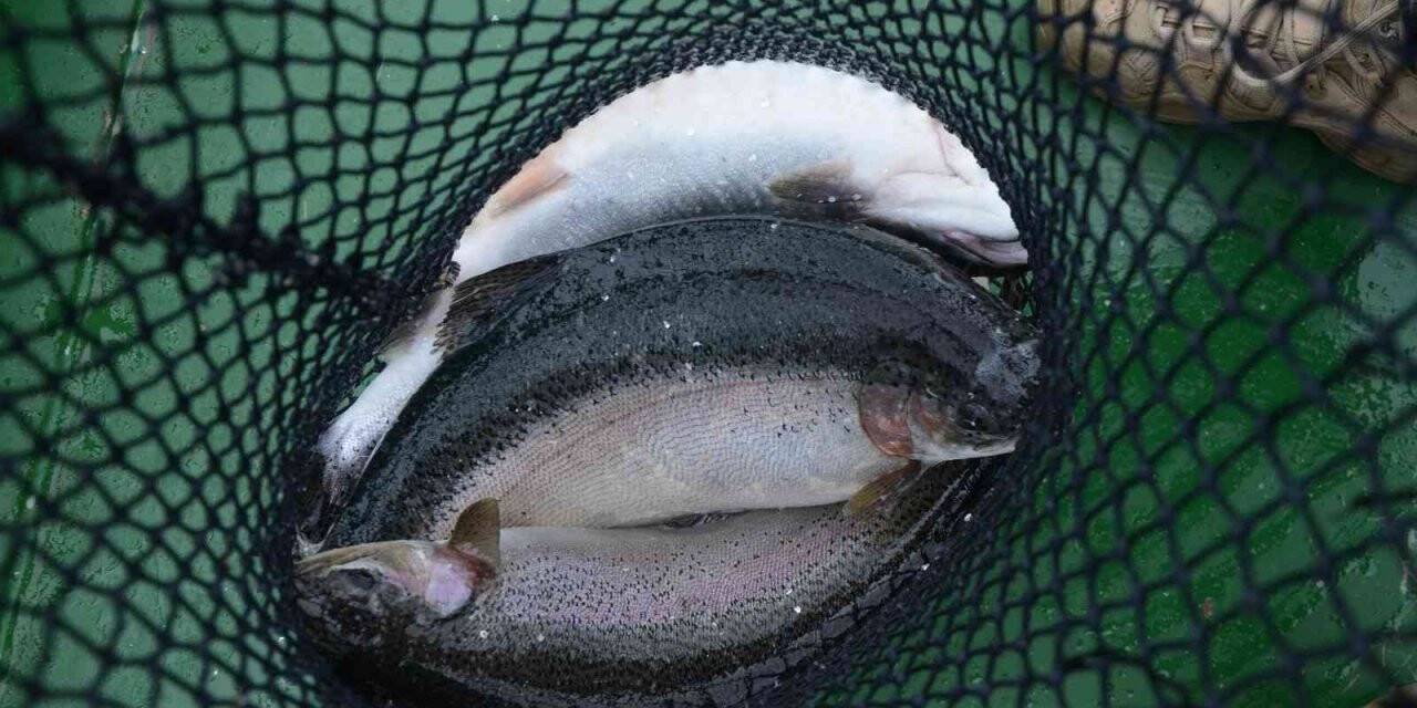 Ordu’da üretilen kültür balıkları Rusya ve Japonya’ya ihraç ediliyor