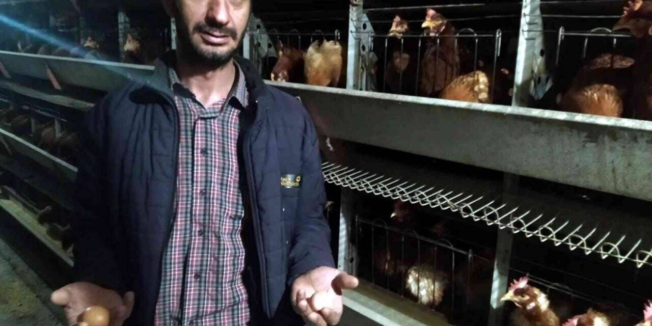 Yumurta üreticileri devletten destek bekliyor