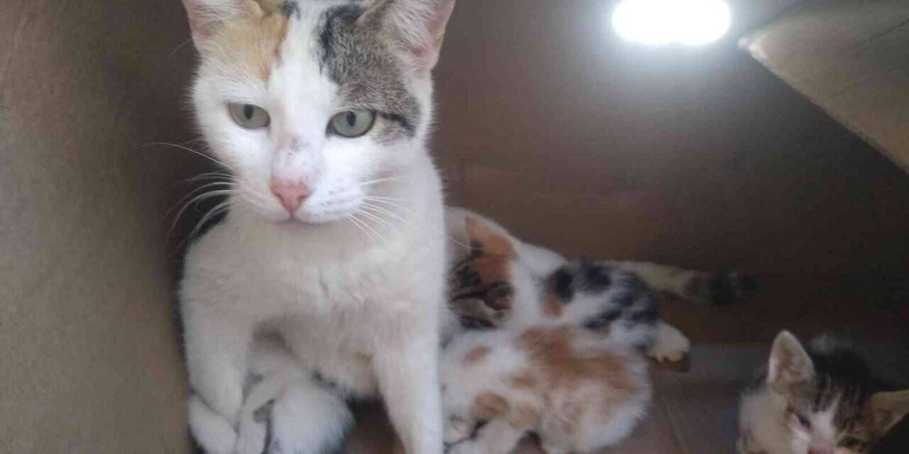 Yavru kediyi kurtarmak için seferber oldular