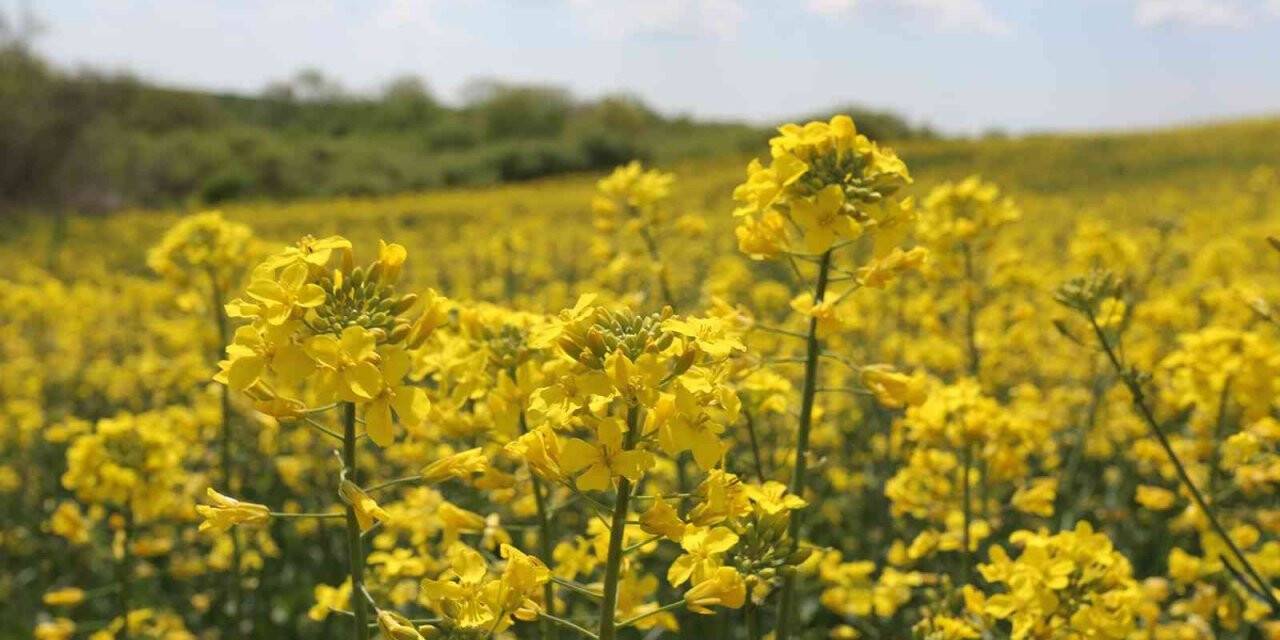 Hayrabolu’da çiçek açan ’Sarı Gelin’, rengiyle büyülüyor