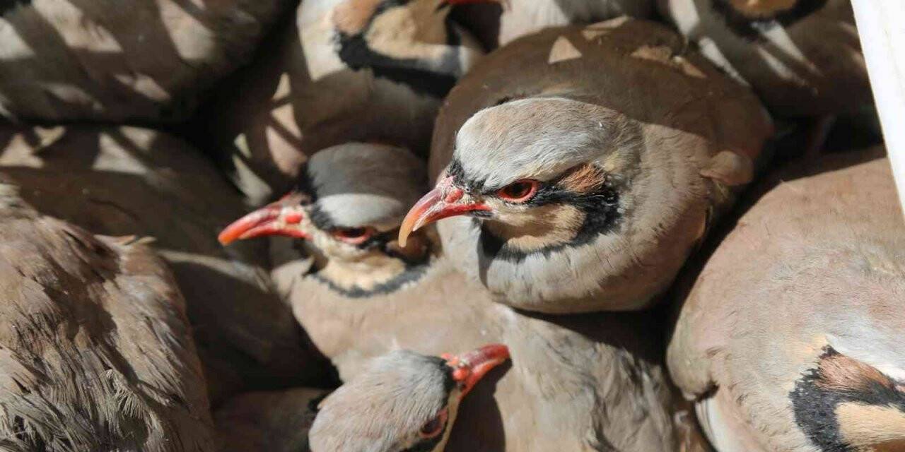 Tunceli’de doğaya 200 kınalı keklik salındı