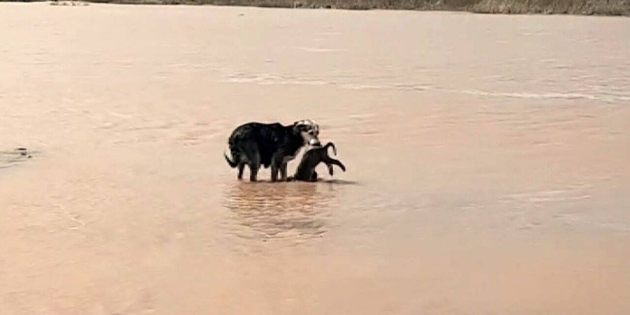 Ölen yavrularını böyle aradılar, görenler duygulandı