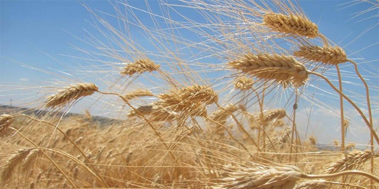 Edirne’de buğdayın kilosu en yüksek 5 lira 483 kuruştan satıldı