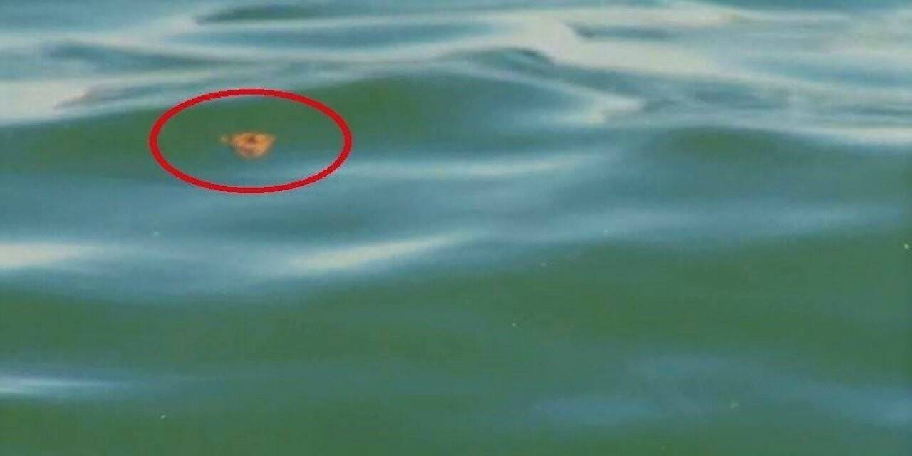 Marmara Denizine akan TESKİ’nin yağmur suyu hattından tuvalet pisliği çıktı