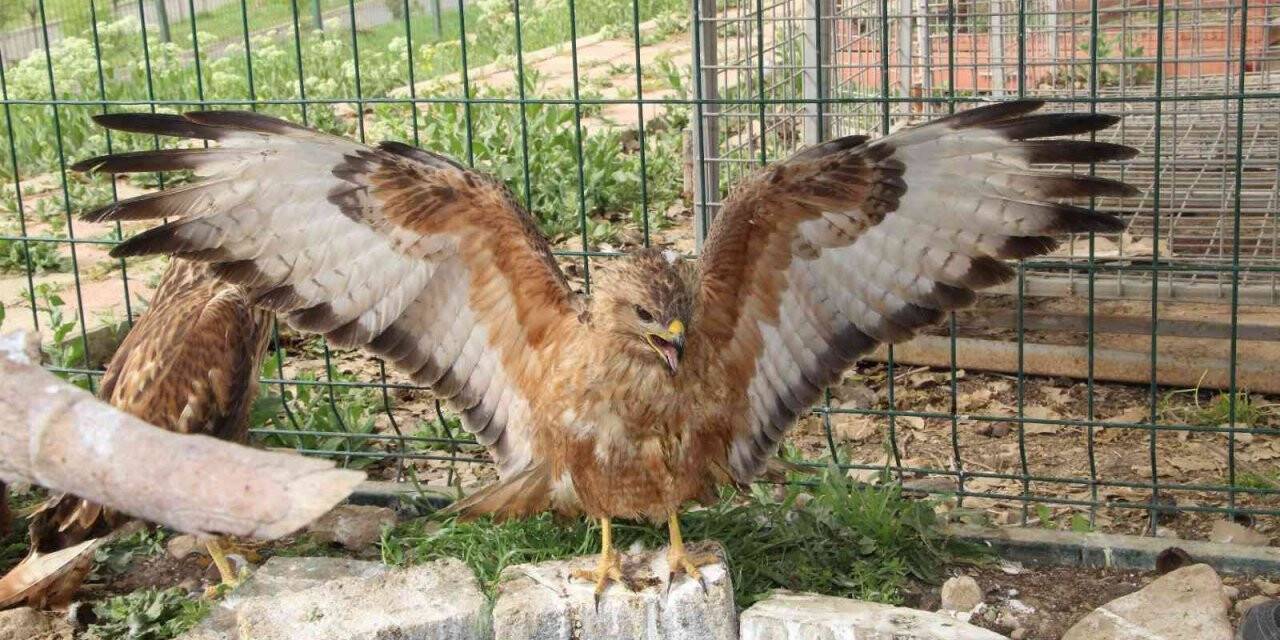 Şırnak’ta yeşilbaşlı ördek ve balaban kuşu tedavilerinin ardından doğaya bırakıldı