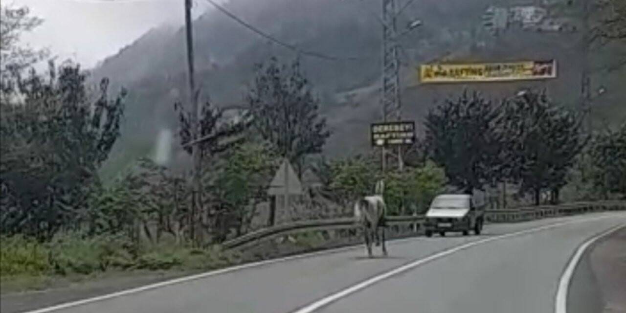 Rize’de sahibinden kaçan at karayolunda 4 nala koştu, yolda seyreden araçlar için tehlike oluşturdu