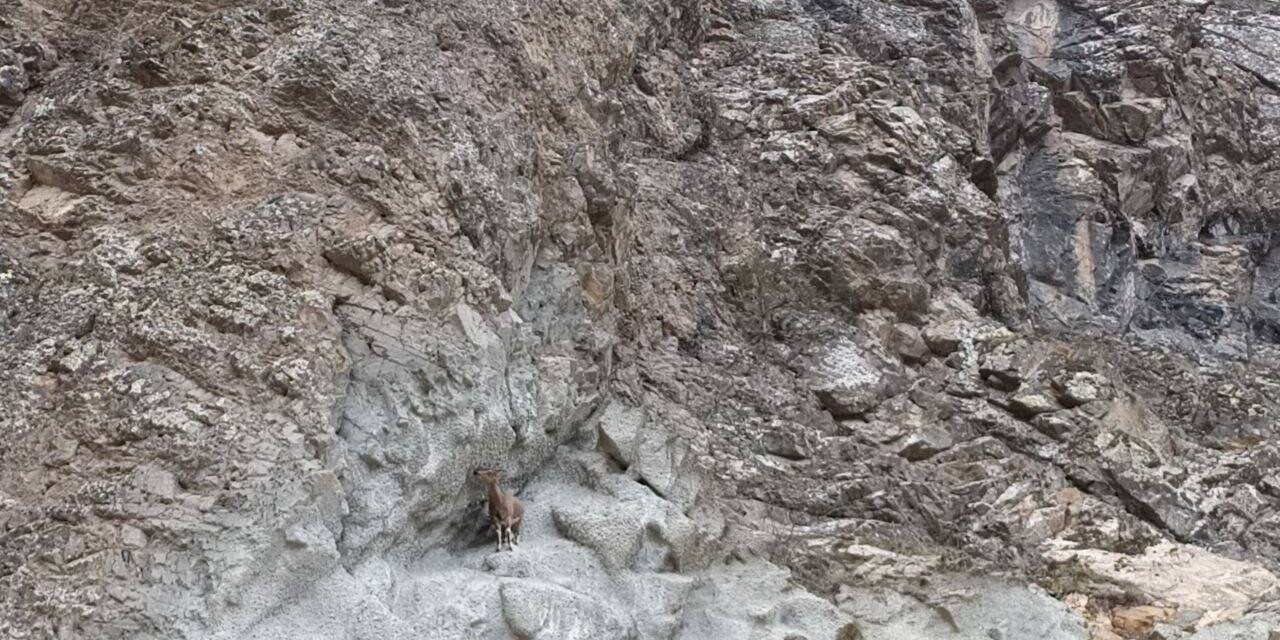 Artvin’de baraj ve yol şantiyeleri yaban keçilerinin uğrak noktası haline geldi