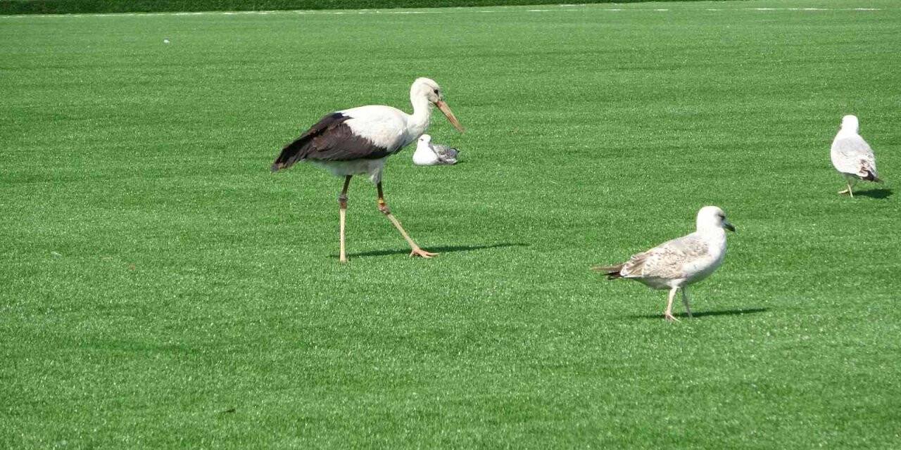 Bu leylek futbol sahasında martıların arasında dinlenmeyi yeğledi