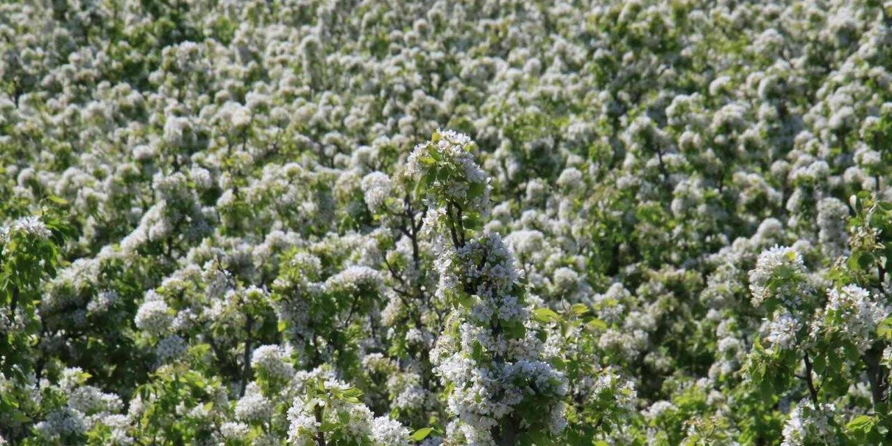 Mersin’de bahçeler beyaz gelinliğini giydi