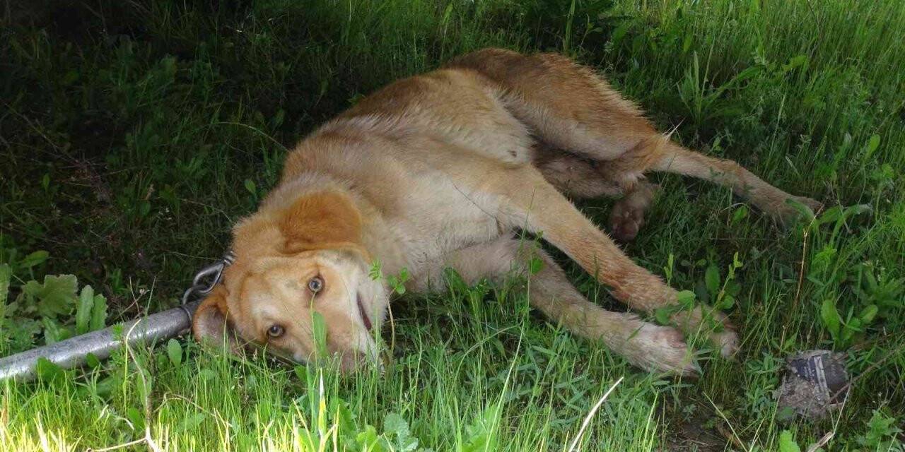 Yolun karşısına geçmeye çalışan köpeğe otomobil çarptı