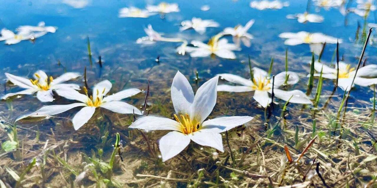 Ağrı’da ilkbaharla canlanan doğa, manzarasıyla mest ediyor