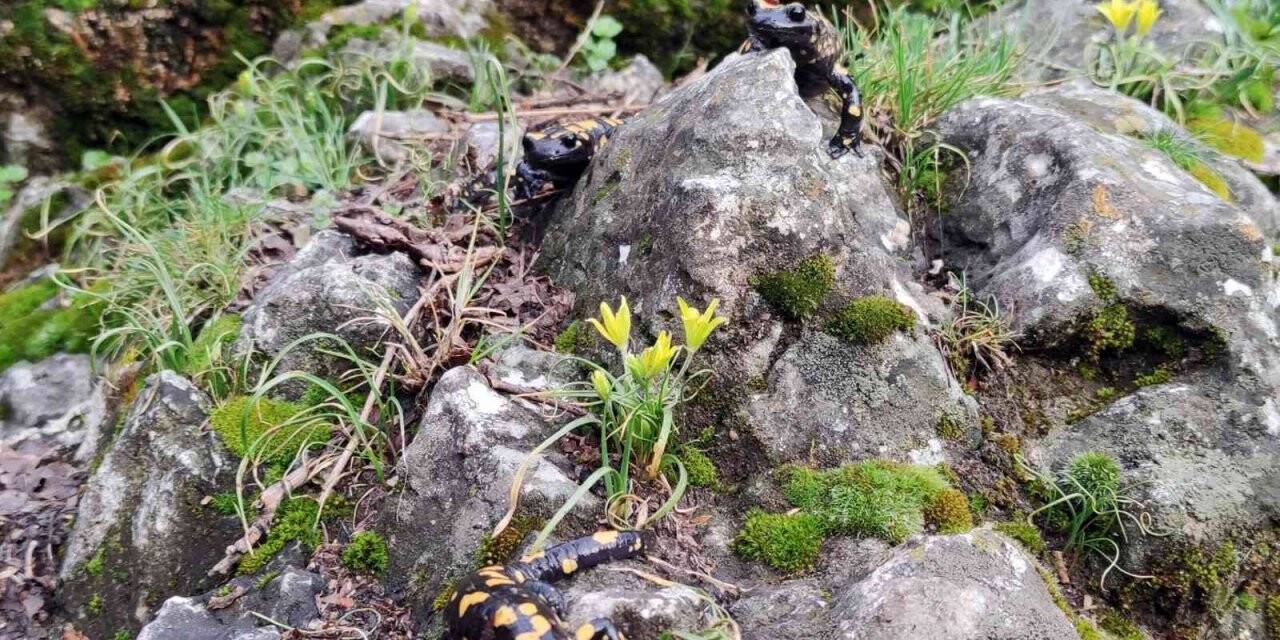 Bahar kendini gösterince "Doğanın gizli kahramanları" böcekler iş başı yaptı