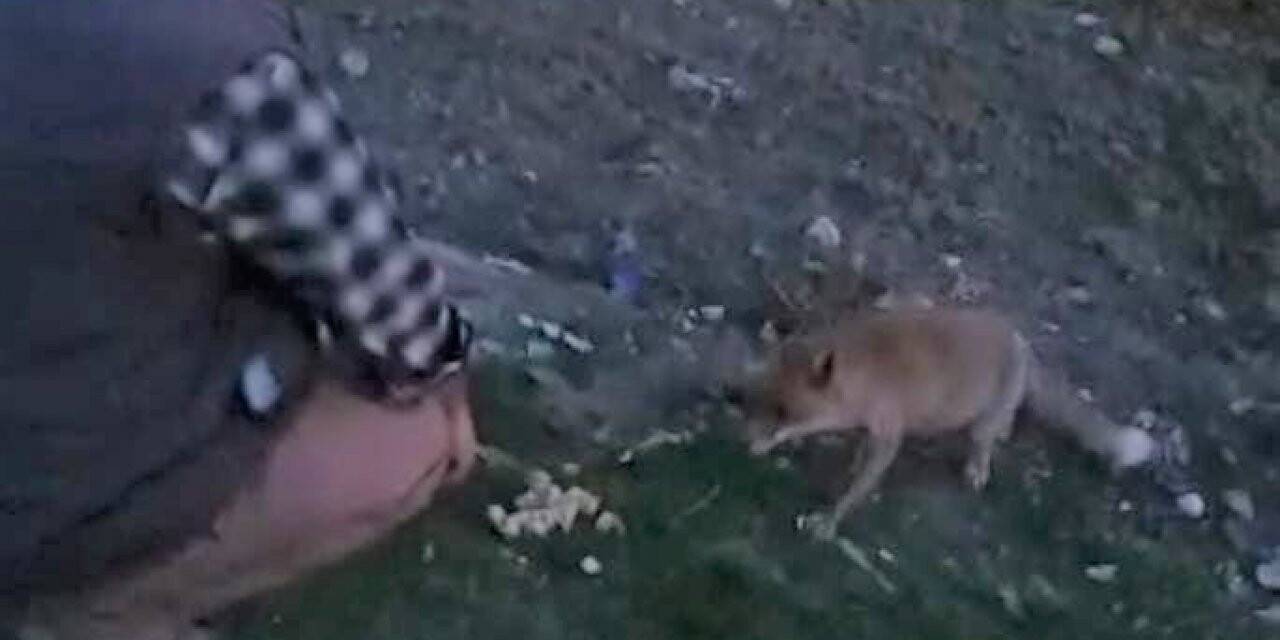 Davetsiz misafiri tilkiyi her gün elleriyle besliyor
