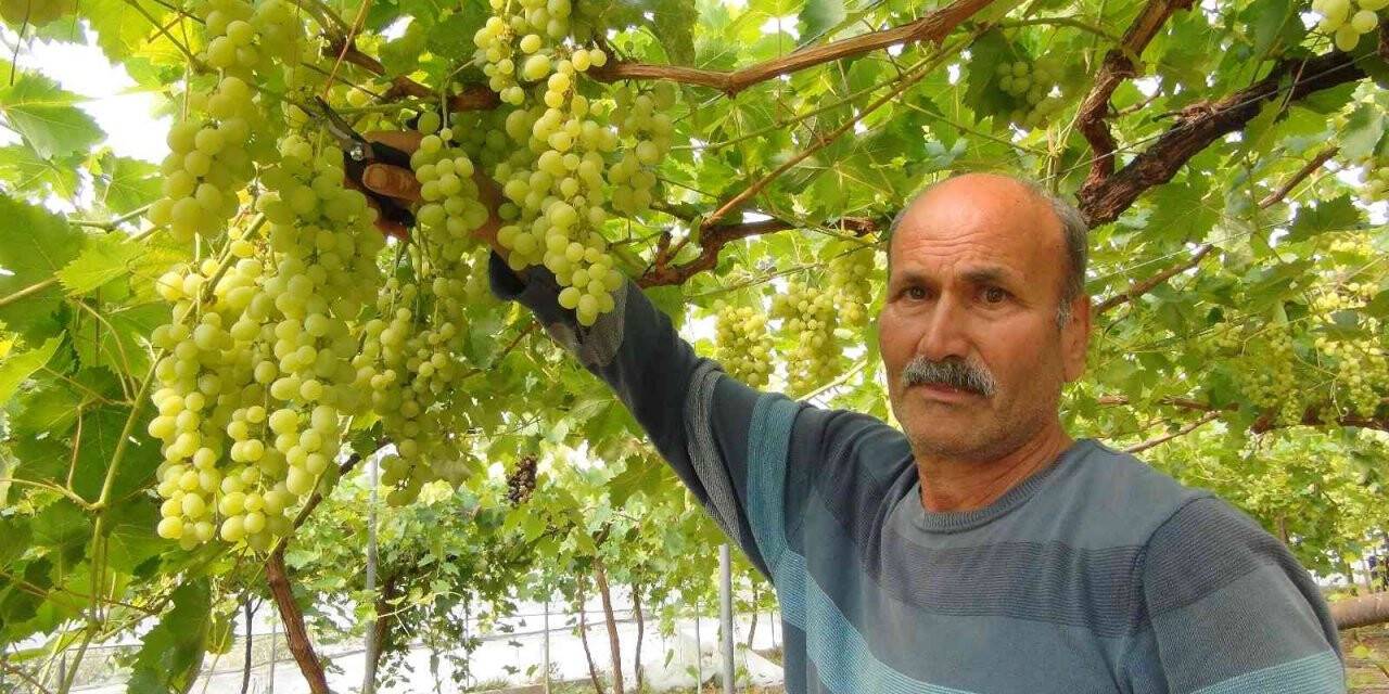 Mersin’den Dubai ve Rusya’ya üzüm