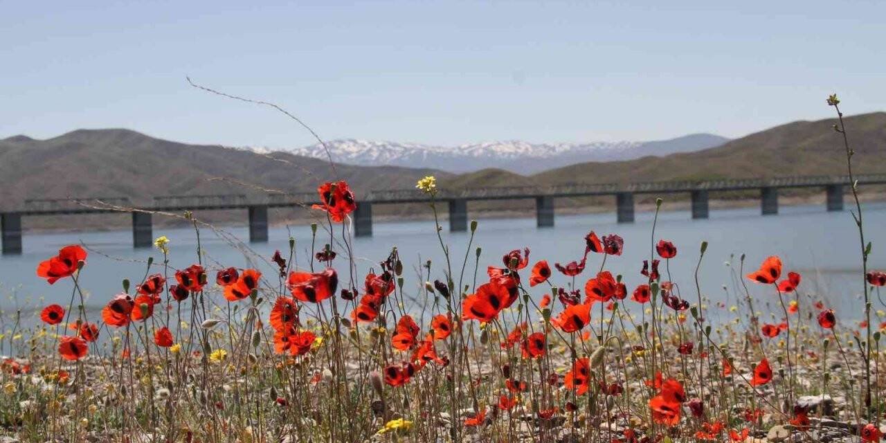 Elazığ’da gelinciklerin görsel şöleni