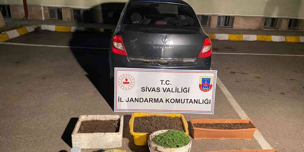 Sivas’ta 800 kök kenevir ele geçirildi