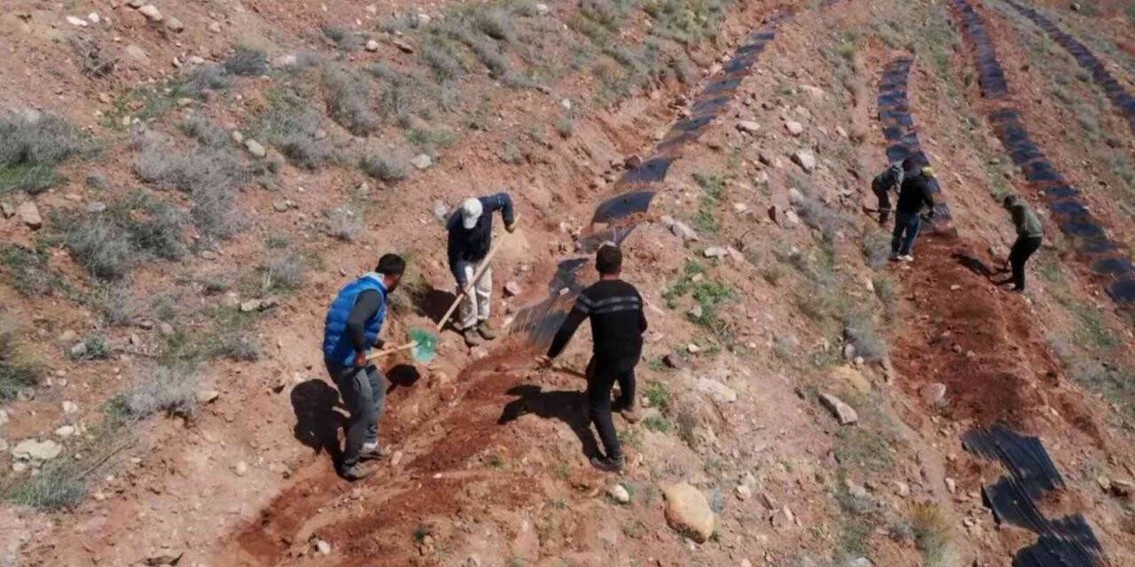 Türkiye’de ilk kez uygulanan malçlama yöntemiyle Aksaray’da 200 bin fidan dikildi