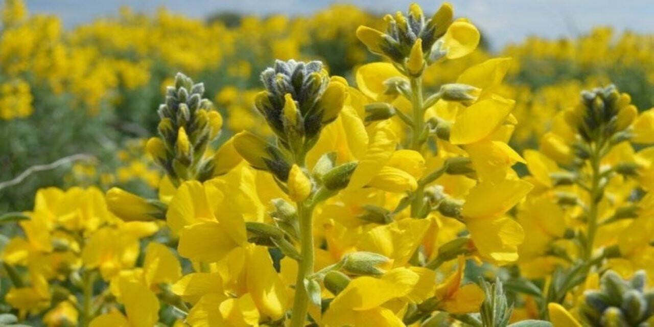 Yeryüzünde sadece burada yetişiyor