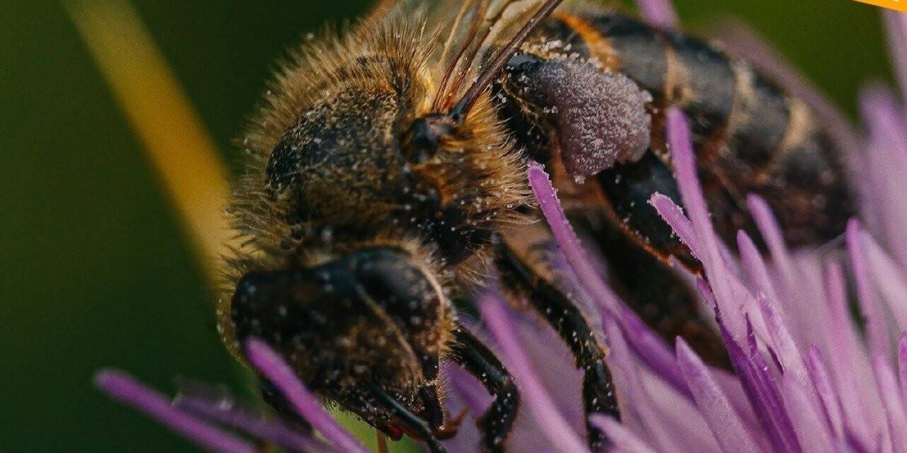 Köyceğizli üreticilere, arıcılık faaliyetleri nedeniyle ilaçlama uyarısı