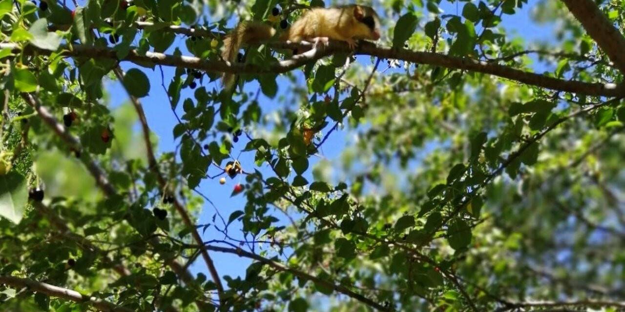 Türkiye’de koruma altına alınan kemirgen türler arasında yer alan bahçe yediuyuru Erzincan’da görüntülendi