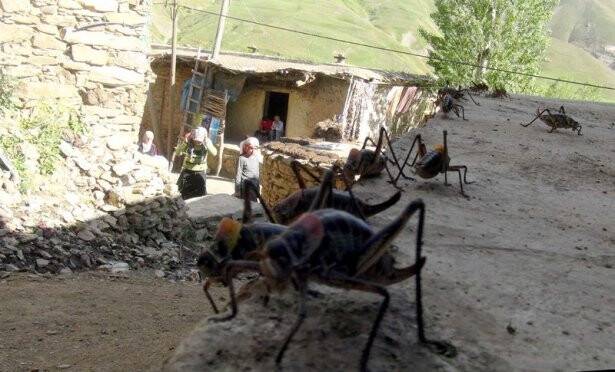 DEV ÇEKİRGELER İSTİLA ETTİ