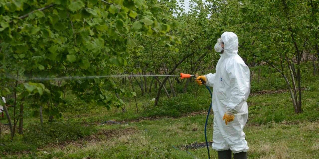 Fındıkta ’kozalak akarı’ ile kimyasal mücadele başladı
